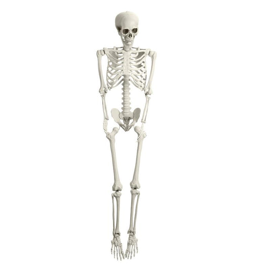 5.4FT Life Size Posable Halloween Skeleton Decor for ‍Outdoor,Decorative Figurines,Halloween Decoration